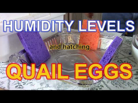 , title : 'HUMIDITY AND HATCHING QUAIL EGGS -  The role humidity plays when incubating and hatching quail eggs.'