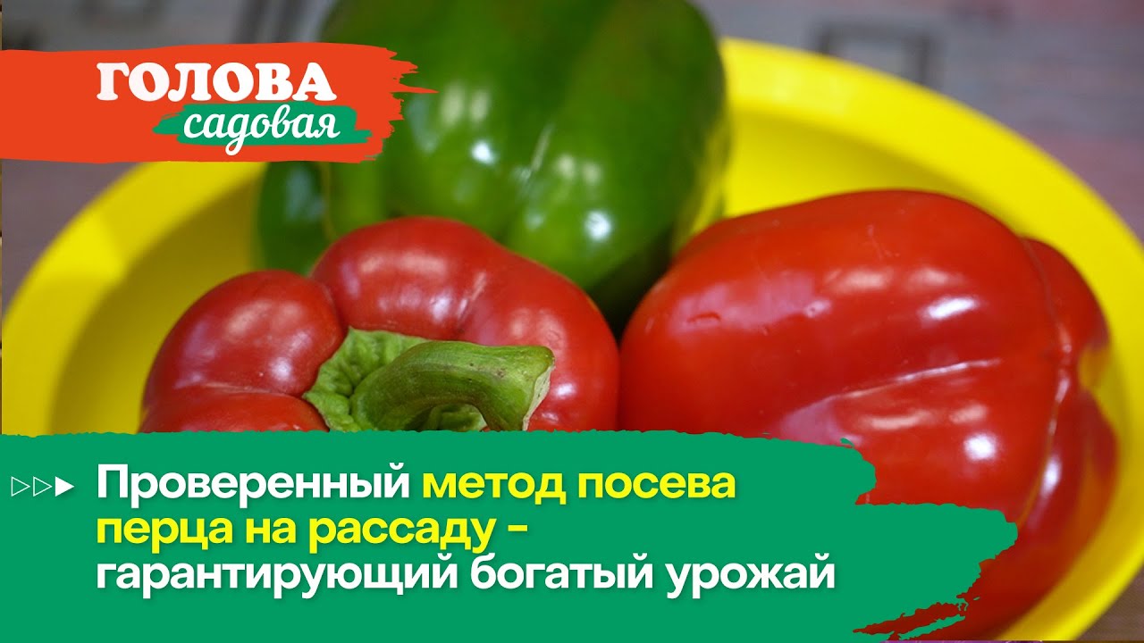 Голова садовая - Проверенный метод посева перца на рассаду - гарантирующий богатый урожай