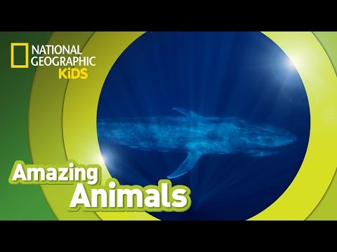 Blue Whale 🐳 | Amazing Animals
