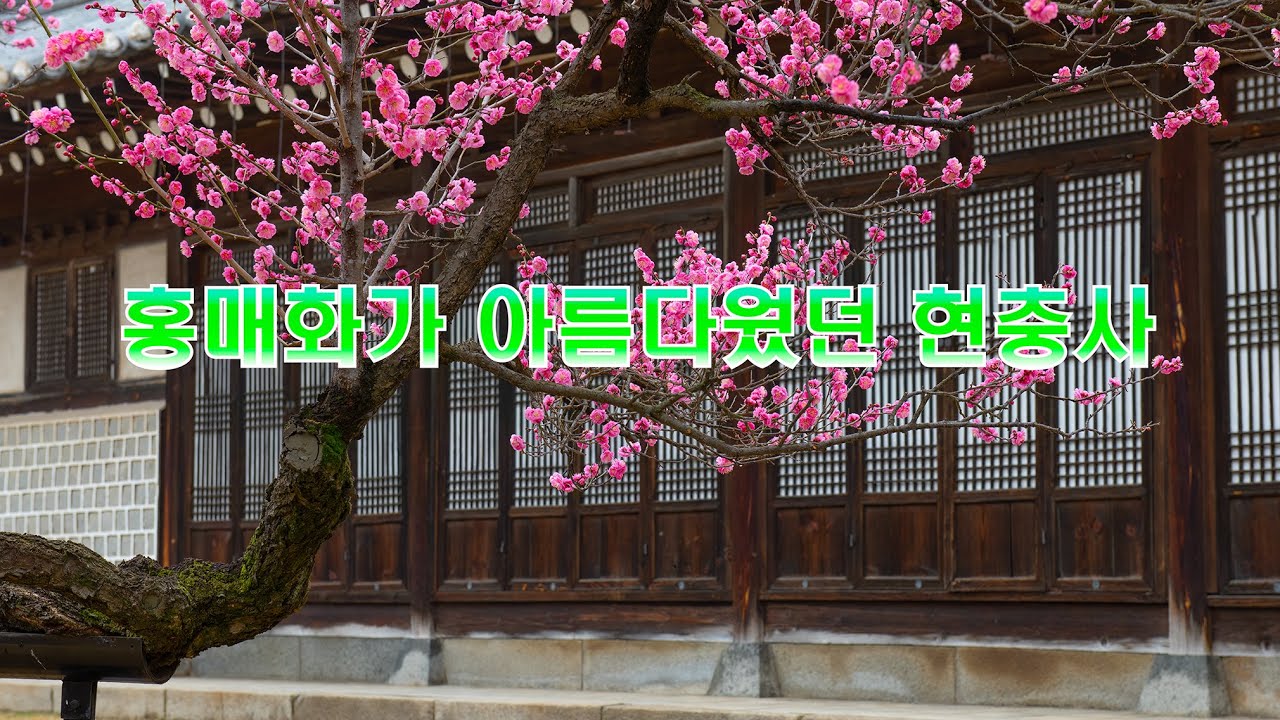 홍매화가 아름다웠던 현충사 유튜브 썸네일