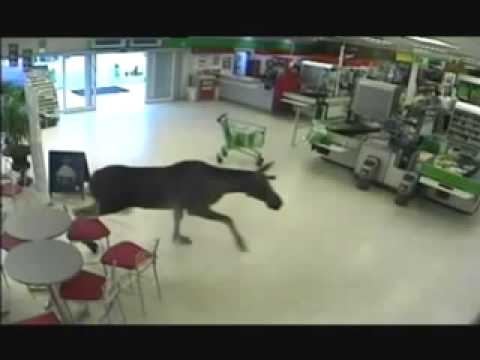 download lagu mp3 mp4 Moose In My House, download mp3 Moose In My House free download, download mp3 Moose In My House