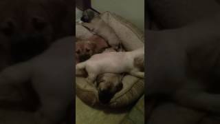 Video preview image #1 Labrador Retriever-Shih Tzu Mix Puppy For Sale in URIAH, AL, USA