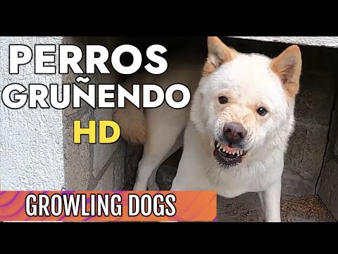 Perros gruñendo HD - Growling dogs HD