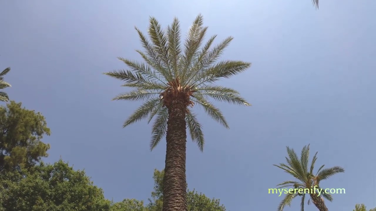 Insight Timer App Cost and Features, insight timer app cost