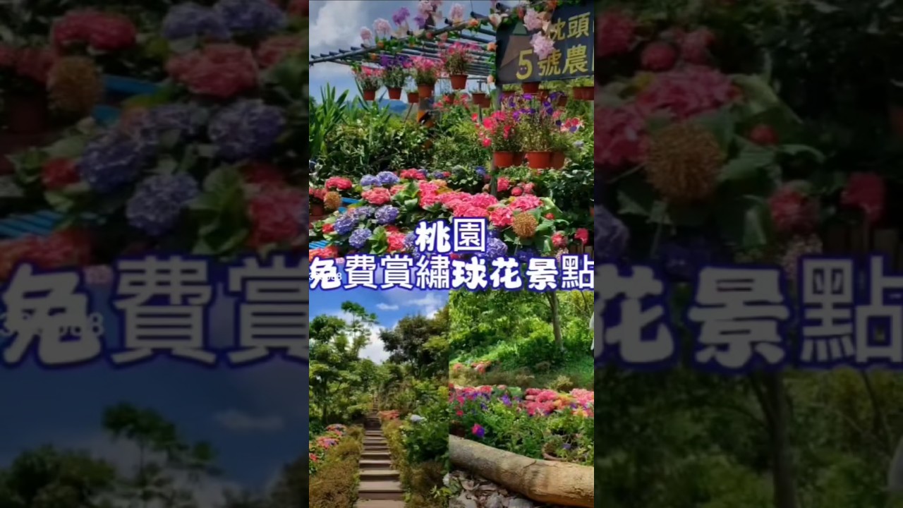 #枕頭山5號農園 #桃園賞花景點 #北橫景點 #北橫繡球花 #小紫吃喝玩樂 #馬告茶葉蛋 #馬告豆干 #繡球金針農遊趣 #taoyuanfood #taoyuantravel #花現台七 #免費景點