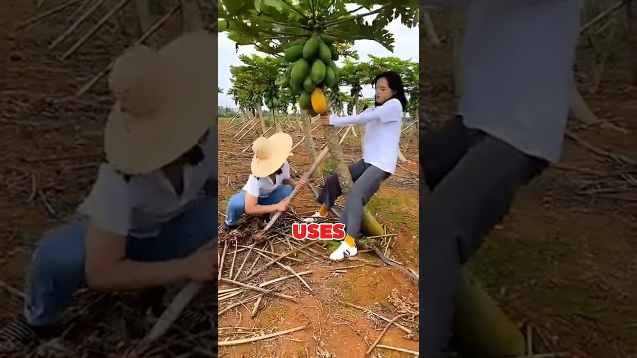 “How Chinese Farmers Turn Papayas into Profit!”