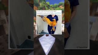 Bird Memes