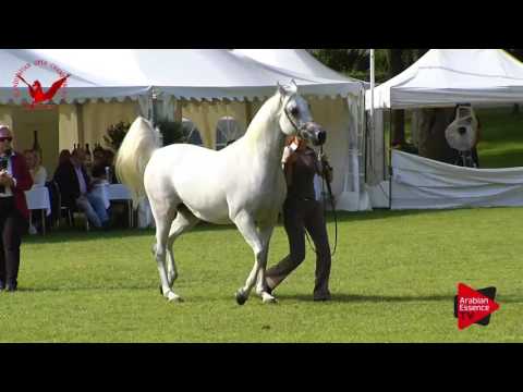 N.57 SUZANNA - Scandinavian Open Championship 2017 - Mares 11 Years and older (Class 11)