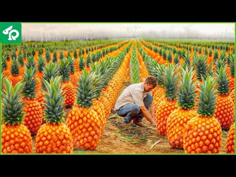 American Farmers Produce 8.5 Million Tons of Pineapples This Way - Pineapple Farming