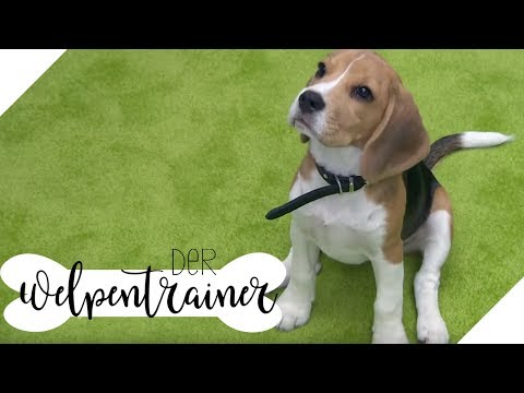 Mach Sitz! So bringt ihr eurem Welpen das Kommando bei | Der Welpentrainer | sixx