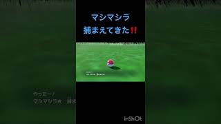 マシマシラをモンボで捕まえてきた‼️ #ポケモンsv #碧の仮面 #ポケモンDLC