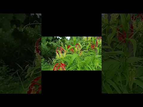 Beautiful flowers@lovenature53 @Villageflower90