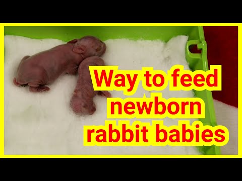Ep26. Way to feed newborn rabbit baby or any newborn in emergency - Treatment DAY 1