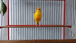 Download lagu KICAU MASTER BURUNG KENARI KALITAN GACOR DOR KOWOR KOWOR mp3 Download lagu KICAU MASTER BURUNG KENARI KALITAN GACOR DOR KOWOR KOWOR mp3