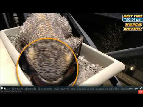 First View Of Baby Owl 2-10-15