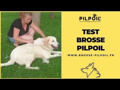 Vidéo client chien poils longs 7