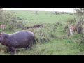 Grumpy Hippo Sprays Poop At Lion Pride