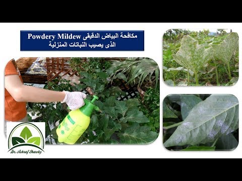 , title : '(85) رش بيكربونات الصوديوم للتخلص من البياض الدقيقى Powdery Mildew الذي يصيب النباتات المنزلية'