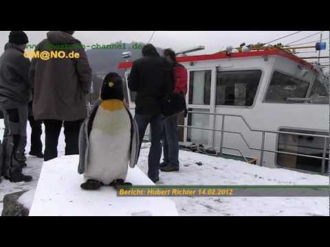 Neckar-Pinguin in Eberbach zurück an Land 14.02.2012