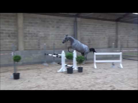SOLD TO ENGLAND - No Fear van Jonckhoeve 3 year old stallion Sandro Boy x Nagano x Lux