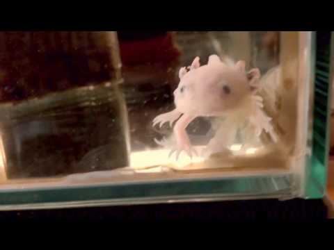 Happy Birthday Antoine!