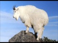 The Mountain Goats - Send Me An Angel