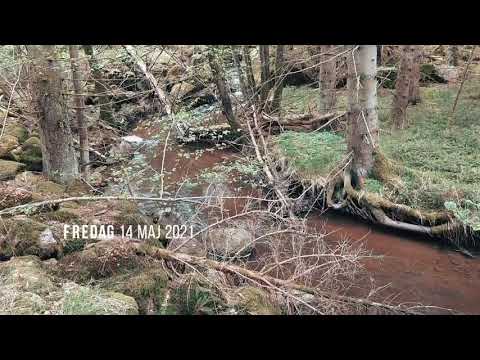 SÖRBYBÄCKEN - Ronneby (Sörbydal) - 210514 - (Sony Xperia 1 mk2) - BLEKINGE