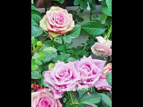 Flower Dome Rose Exhibition in Singapore | A Slower Way to Experience Marina Bay