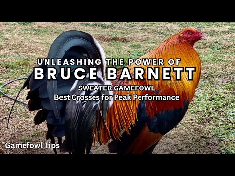 Unleashing the Power of Bruce Barnett Sweater Gamefowl: Best Crosses for Peak Performance