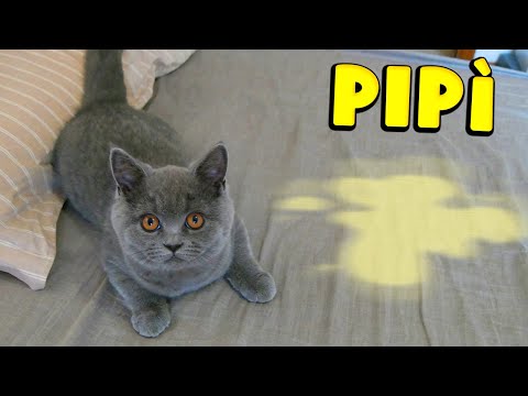 Our cat peed - a prank on Rebby