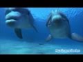 Dolphins Chillout - Sweet Harmony 