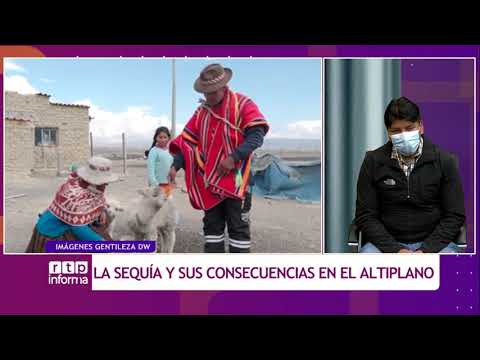 Productores de camélidos afectados por sequía en Pelechuco