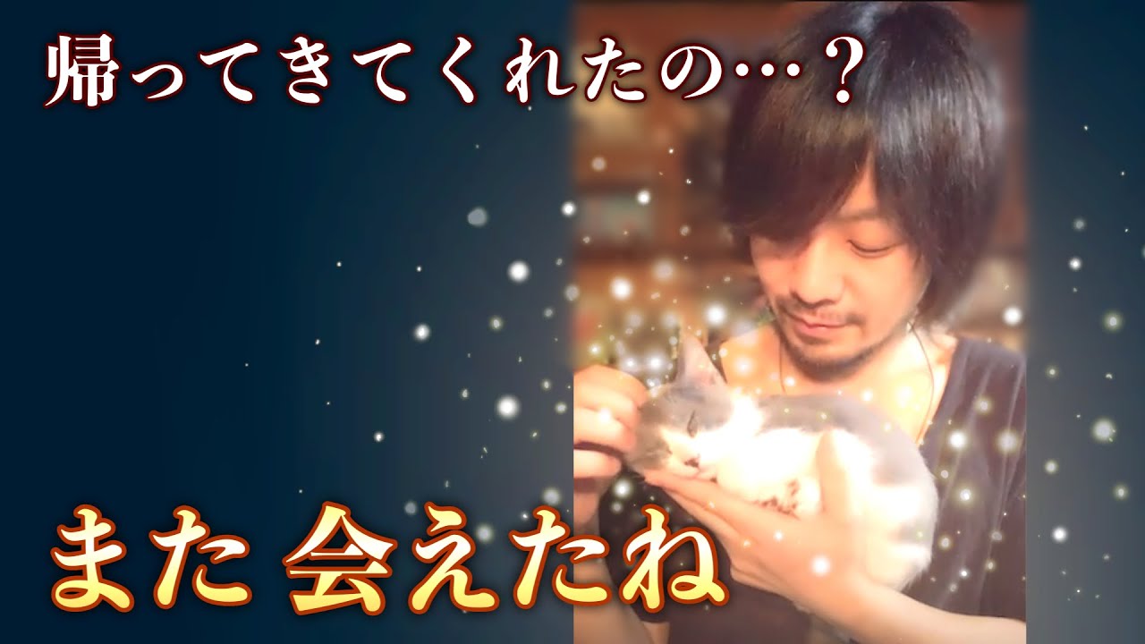 亡くなった愛猫が...子猫になって帰ってきた？話。①【生まれ変わり】