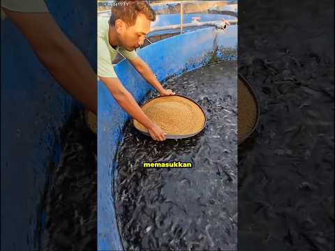 Kenapa Ikan-Ikan Ini Tidak Bisa Makan?
