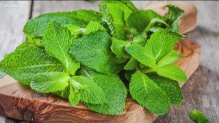 Why does mint cure nausea?