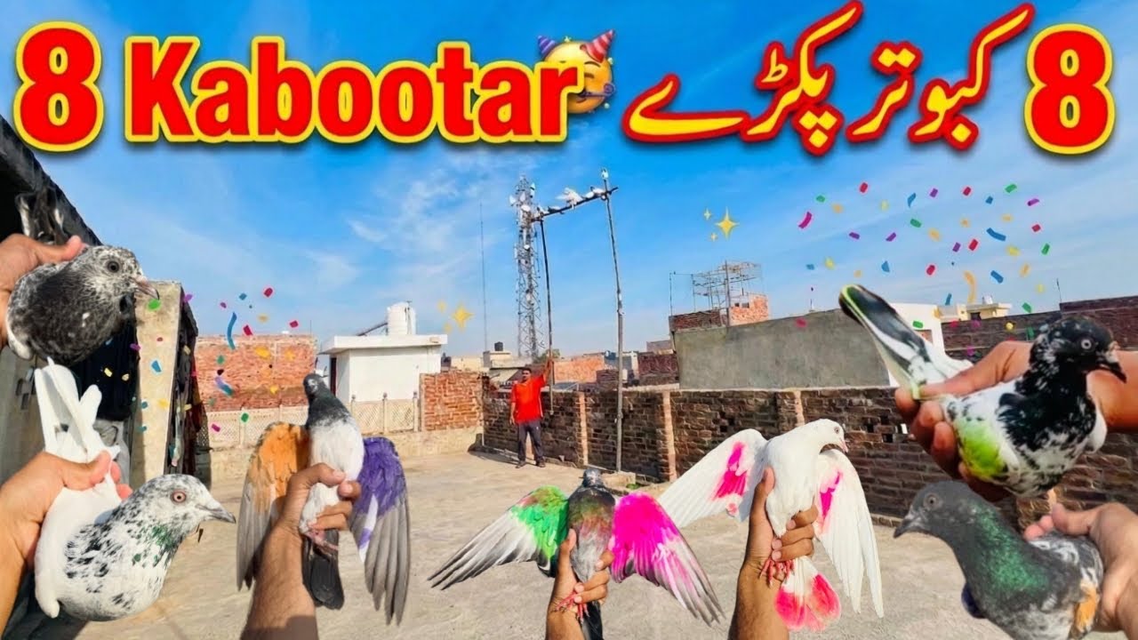 Aaj 8 Kabootar Pakray 🥳 | Record 8 Kabutar Pakray | Sheikhoo Pigeons Club