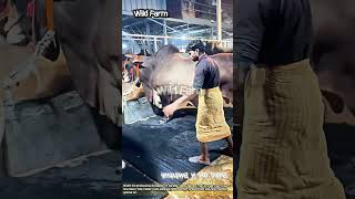 Download lagu Upgrading Flooring for the Biggest Bulls in the Barn! #worker #process #giantbull mp3 Download lagu Upgrading Flooring for the Biggest Bulls in the Barn! #worker #process #giantbull mp3
