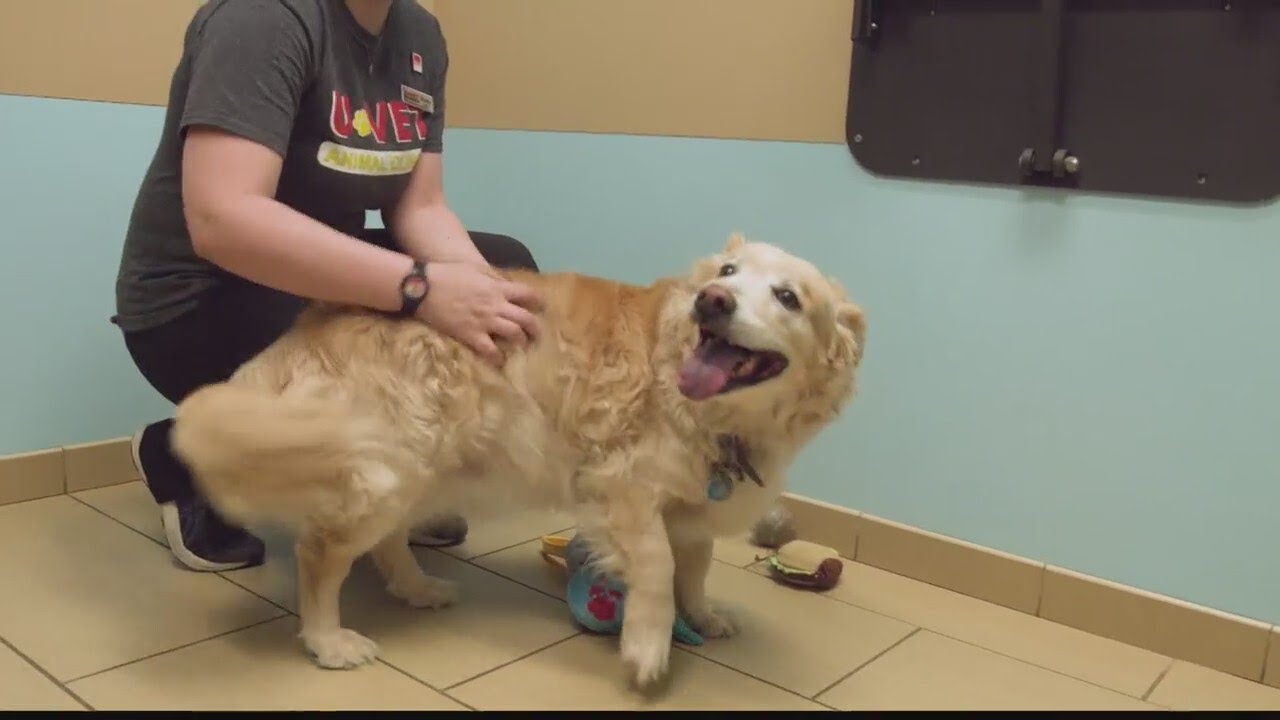 Fear Free and Low Stress Vet Visits