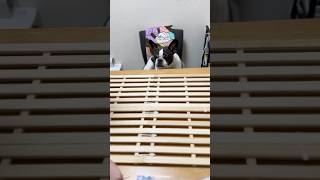 フレブルの為に梅雨の湿気対策をしました