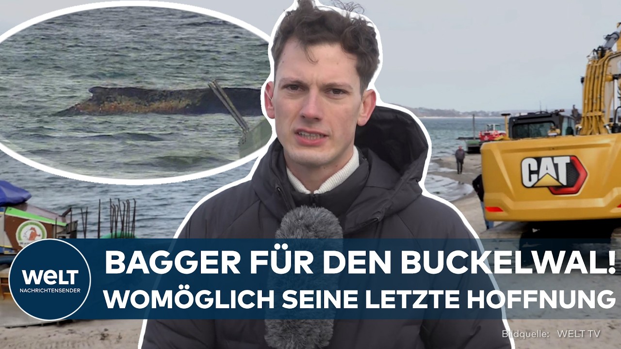 TIER-DRAMA AM TIMMENDORFER STRAND: Letzte Chance für den Wal? Bagger soll den Buckelwal befreien