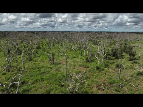 Áreas do Pantanal são destruídas por agrotóxicos jogados de avião | FANTÁSTICO