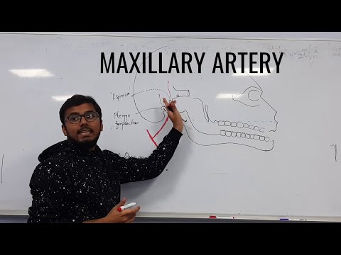 Maxillary artery