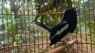 Download lagu SIULAN KACER PEMULIH DENGAN CEPAT KACER SETRES CEPAT GACOR mp3