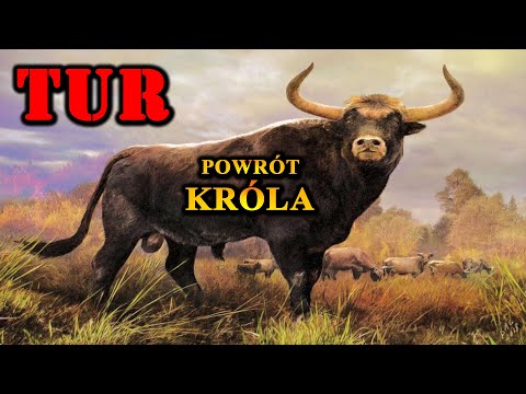 TUR 🐂 The Extinct King of the Forest and His Return
