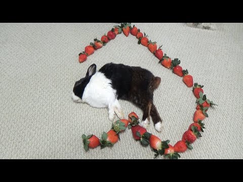 Waking A Sleeping Rabbit By Surrounding Him With Strawberries
