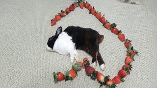 Waking A Sleeping Rabbit By Surrounding Him With Strawberries