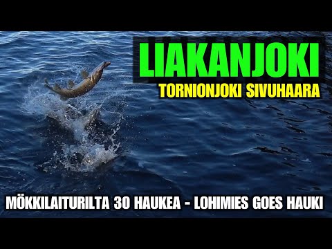 LIAKANJOKI KALASTUS - Haukia Mökkilaiturilta lohireissun ohessa. ( Tornio Kalapaikat ja kalastus )