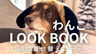 【わんこの１週間コーデ】＃ミニチュアダックス＃ダックスフンド＃犬の暮らし