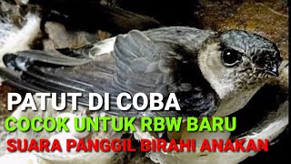 Download lagu suara walet ini sangat khas.. cocok untuk rbw baru. sp anakan birahi mp3