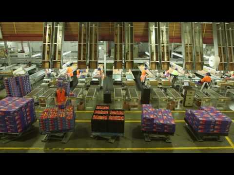 The Montague JAZZ™ Apples story